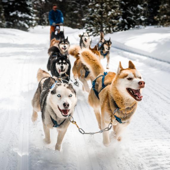 Mushing